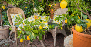 Citrusduft im Garten