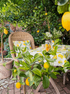 Citrusduft im Garten