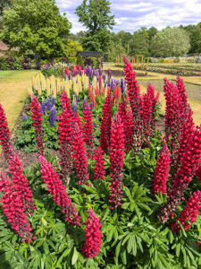 Lupinen