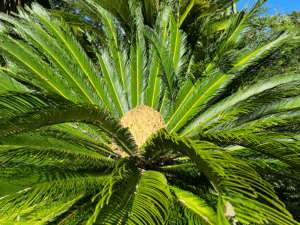 Exotic, wohin man blickt