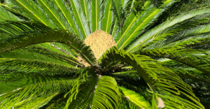 Exotic, wohin man blickt