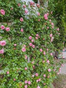 Giardina - eine üppig blühende Kletterrose
