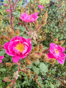 Goethe - Rose von Rudolf Geschwind