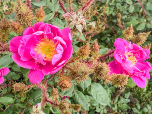 Goethe - Rose von Rudolf Geschwind