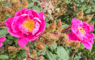 Goethe - Rose von Rudolf Geschwind