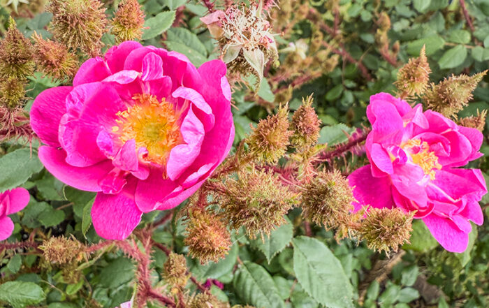 Goethe - Rose von Rudolf Geschwind