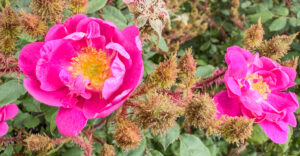 Goethe - Rose von Rudolf Geschwind