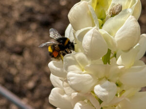 Hummel auf der Lupine "Polar Princess"