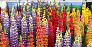 Lupinen