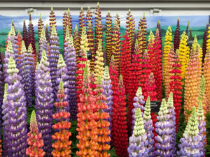 Lupinen