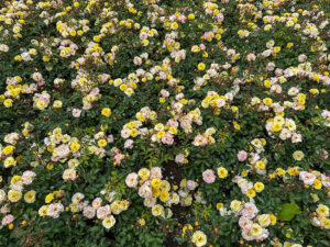 Kleinstrauchrose Reve de Paris - extrem gesunder Wuchs