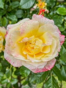 Kordes-Rose "Moonlight"