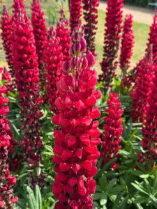 Lupine Beefeater