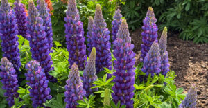 Lupine Blacksmith