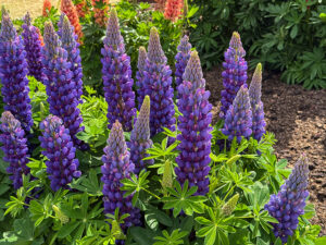 Lupine Blacksmith