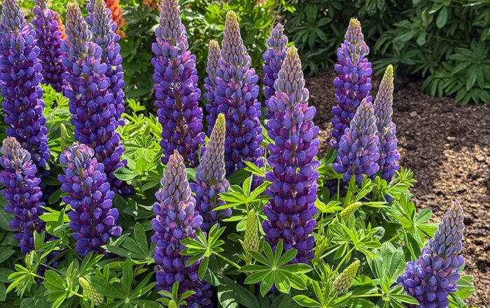 Lupine Blacksmith