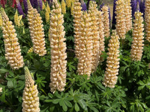 Lupine "Cashmere Cream"