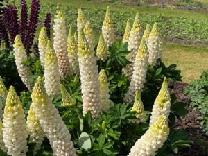 Lupine "Polar Princess"