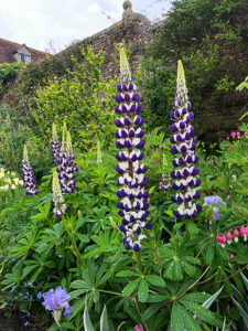 Lupinen