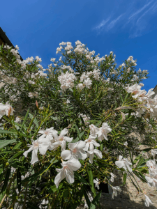 Oleander