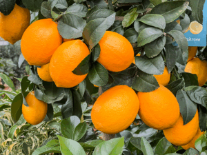 Citrus - der Geschmack ist genial
