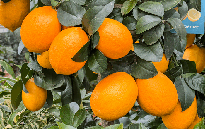 Citrus - der Geschmack ist genial
