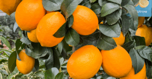 Citrus - der Geschmack ist genial
