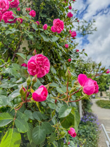 Rose Allegro - Robuste Kletterrose von Kordes