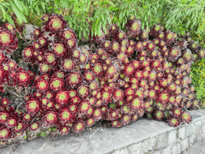 Aeonium - Trockenheitsliebende Pflanze