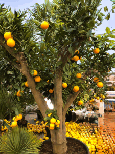 Uralte Citrus-Bäume