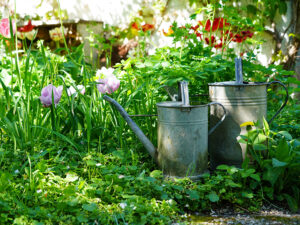 Natur im Garten (Bild: Leopold Mayrhofer/Natur im Garten)