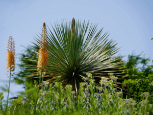 Bild: Leopold Mayrhofer/Natur im Garten