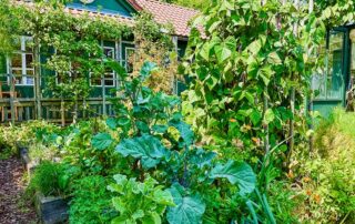 Gemüsegarten