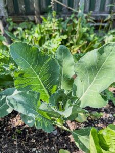 Kohl - das Herbstgem&uuml;se