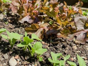 Radieschen und Salat