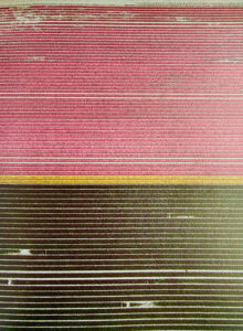 Andreas Gursky - Tulpenfelder aus der Luft (c) Sprüth Magers - Flower-Power