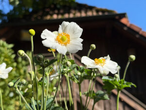 Anemone hupehensis &bdquo;Honorine-Jobert&ldquo;