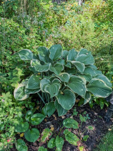 Hosta, Funkie, Herzblattlilie