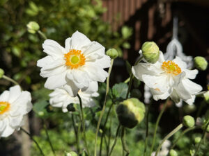 Japan-Anemonen