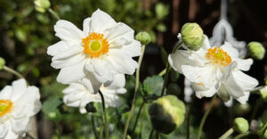 Blütenpracht im Herbst - Japan-Anemonen