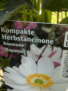 Blütenpracht im Herbst - Japan-Anemonen