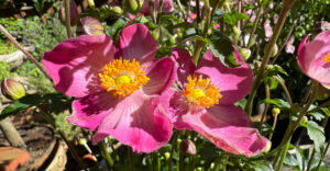 Anemone "Emmy Deep Rose"