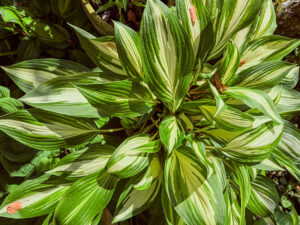 Hosta, Funkie, Herzblattlilie