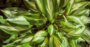 Hosta, Funkie, Herzblattlilie