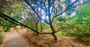 Freie Sicht unter Gehölzen