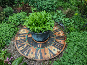 Hosta, Funkie, Herzblattlilie