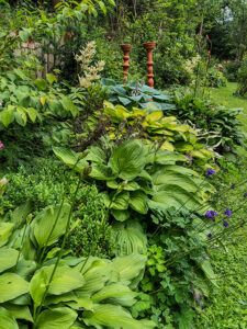 Hosta, Funkie, Herzblattlilie