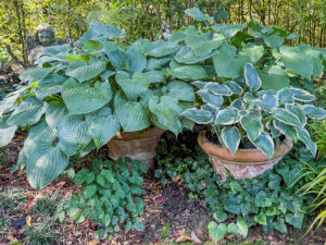 Hosta, Funkie, Herzblattlilie