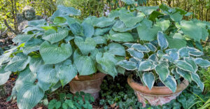 Hosta, Funkie, Herzblattlilie