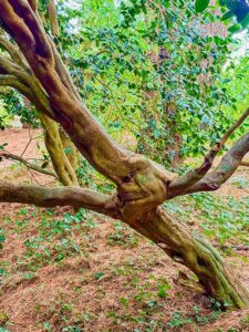 Aufasten schafft Platz